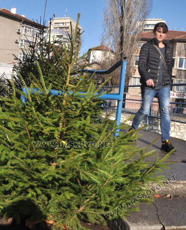 Естествени елхички от Смолян вече на пазара в Хасково за Коледа
