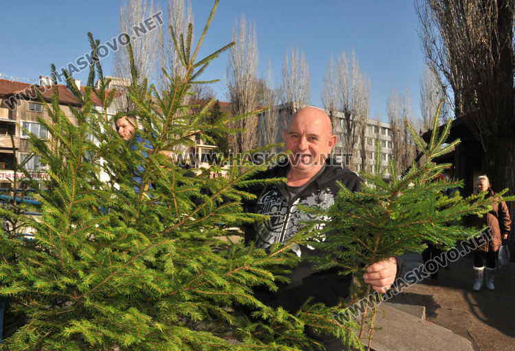 Естествени елхички от Смолян вече на пазара в Хасково за Коледа