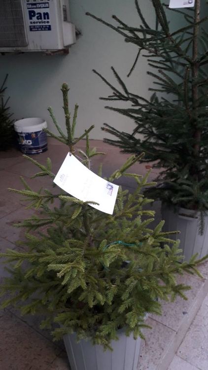 Активът на ГЕРБ в Крумовград се включиха в кампанията "Посади надежда"