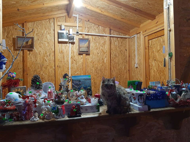 Благотворителност и за животните: "ДАЙ ЛАПА" с базар в Асеновград