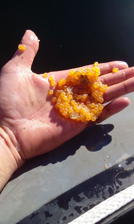 Извадиха 100 метра бракониерски мрежи с риба от водите на яз. "Доспат"