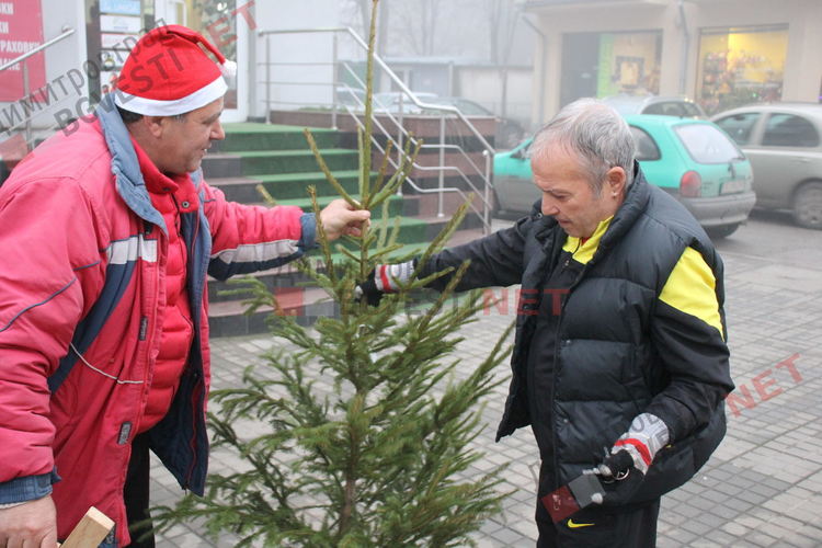 Истинска или изкуствена елха за Коледа - Бойко от Смолян всяка година продава живи елхи в Димитроврад