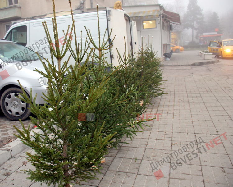 Истинска или изкуствена елха за Коледа - Бойко от Смолян всяка година продава живи елхи в Димитроврад