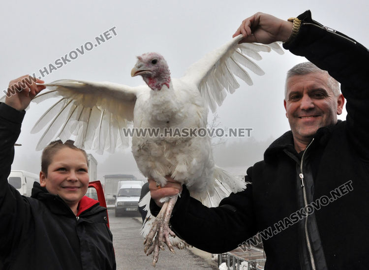 Пазарлъкът сваля цената на коледната пуйка от 10 на 8 лева