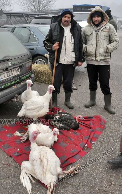 Пазарлъкът сваля цената на коледната пуйка от 10 на 8 лева