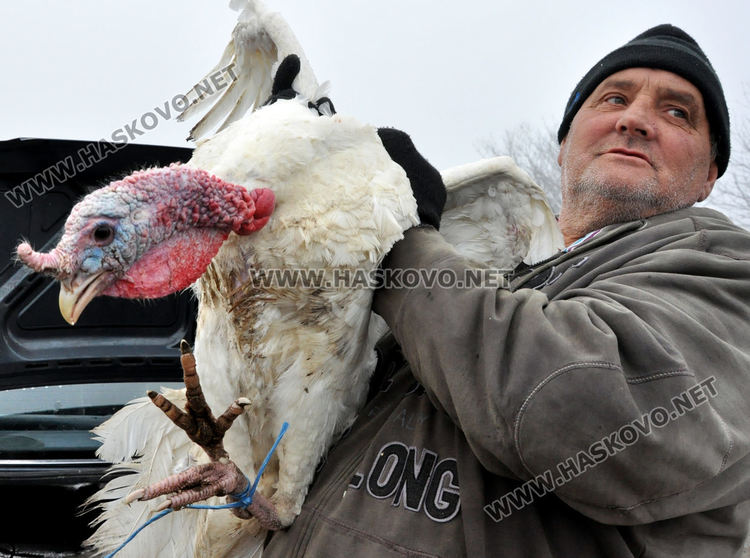 Пазарлъкът сваля цената на коледната пуйка от 10 на 8 лева