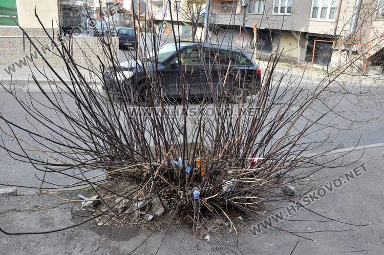 Хасковлия сигнализира за храст, драскащ преминаващи коли