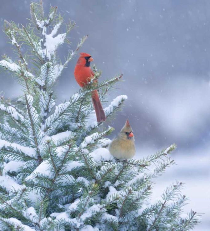 Облачно днес