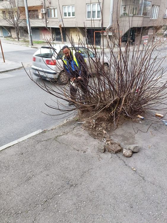 Окастриха храста, за който хасковлия сигнализира, че драска коли