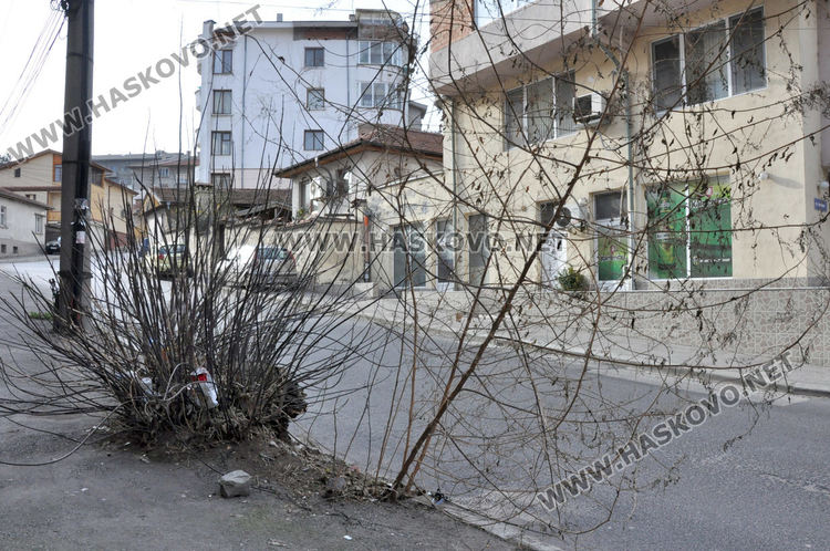 Хасковлия сигнализира за храст, драскащ преминаващи коли