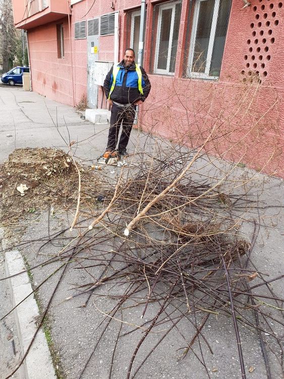 Окастриха храста, за който хасковлия сигнализира, че драска коли