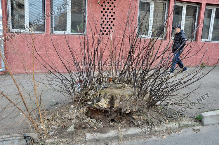 Хасковлия сигнализира за храст, драскащ преминаващи коли