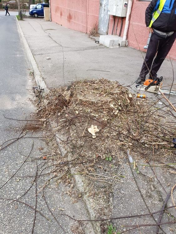 Окастриха храста, за който хасковлия сигнализира, че драска коли