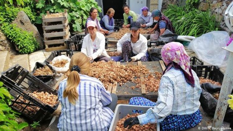 Шафранът - златна мина за България