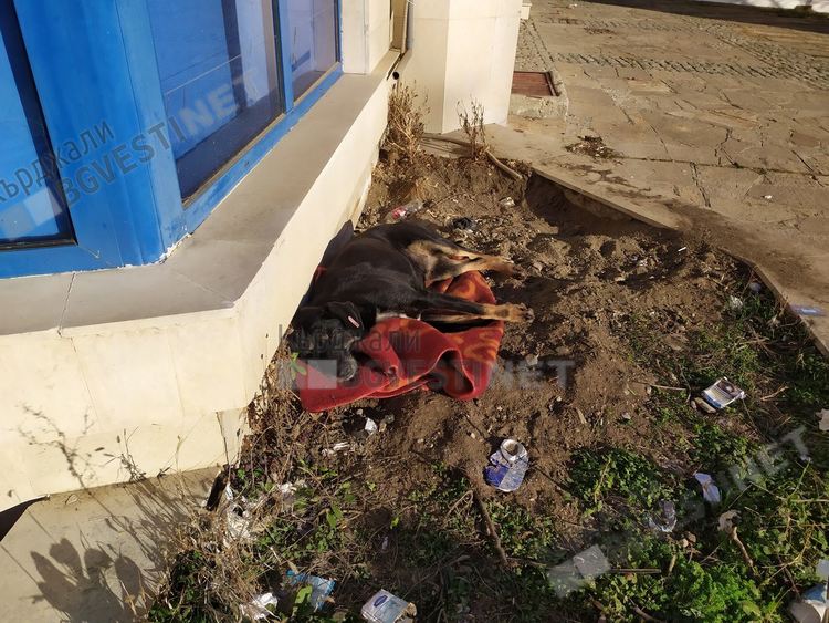 Бездомните кучета в Кърджали получиха подарък за Нова година-къщички и одеяла