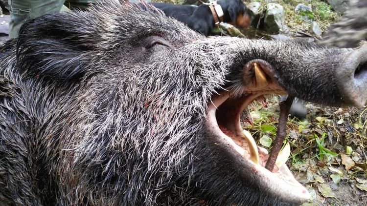 Авджиите в Кърджали не спаха-от новогодишния купон веднага на лов