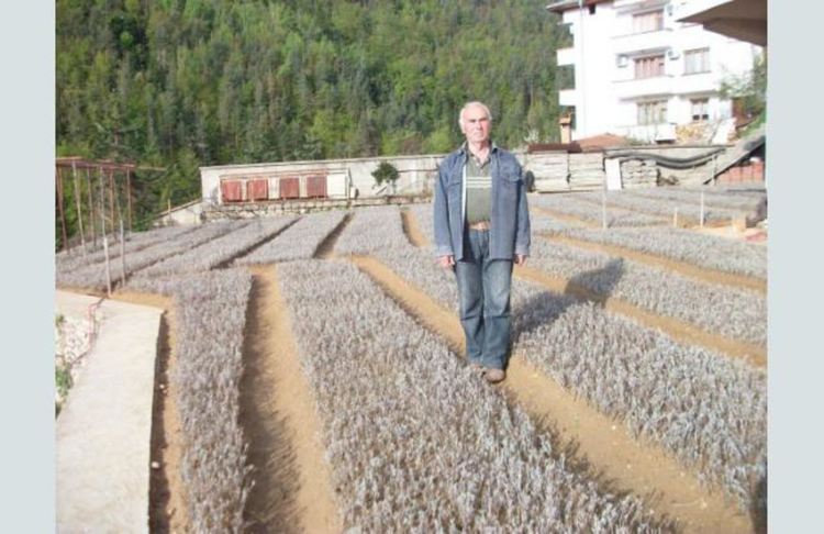 Шафранът остана единствена алтернатива на тютюна в Родопите, пазарът на лавандула се срина