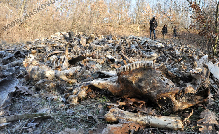 Стотици автомобилни гуми и кости са изхвърлени в бивше ракетно поделение