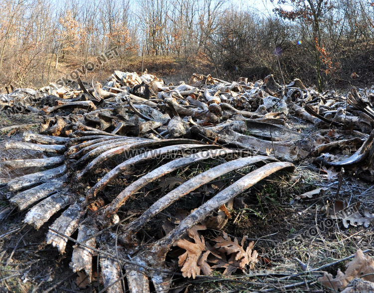 Стотици автомобилни гуми и кости са изхвърлени в бивше ракетно поделение