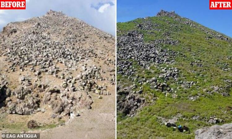 Необитаем карибски остров отново кипи от живот след отстраняване на инвазивни видове