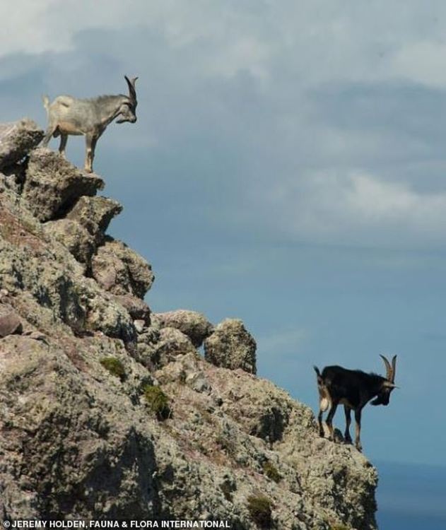 Необитаем карибски остров отново кипи от живот след отстраняване на инвазивни видове