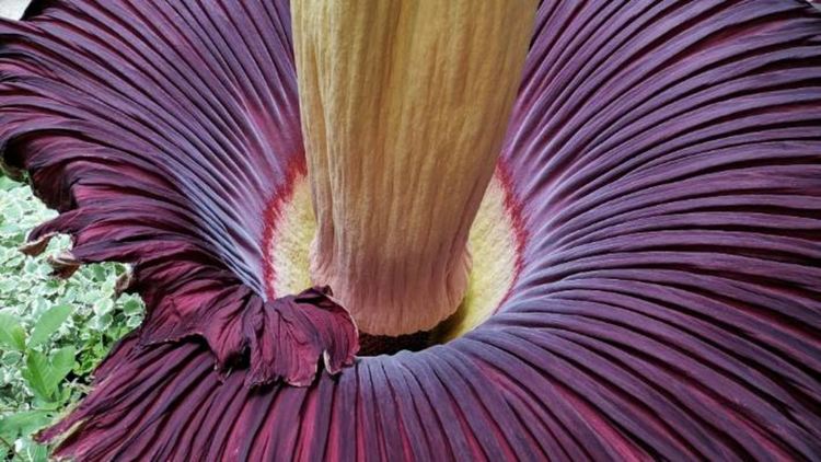  Amorphophallus titanum в Окланд