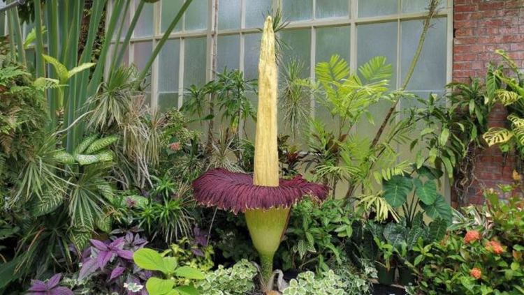  Amorphophallus titanum в Окланд