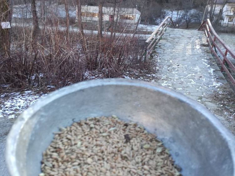 В Могилица възстановиха древен ритуал за Водици, девойки гадаят за кого ще се омъжат