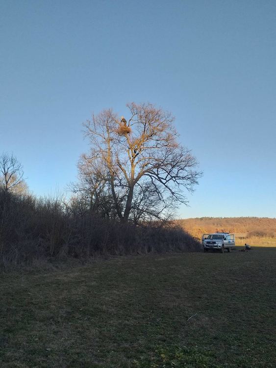 Поставиха 40 изкуствени гнезда за застрашения царски орел