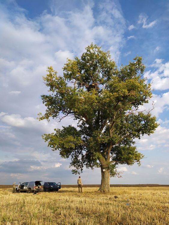Поставиха 40 изкуствени гнезда за застрашения царски орел