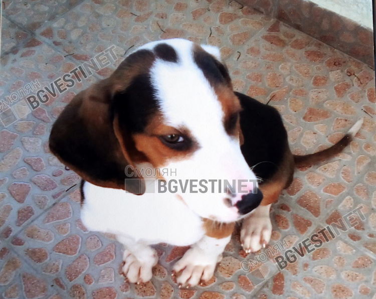 Смолянчанка издирва стопаните на кученце, намерила го изплашено от пиратки в новогодишната нощ