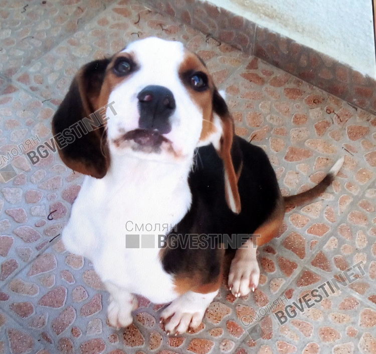 Смолянчанка издирва стопаните на кученце, намерила го изплашено от пиратки в новогодишната нощ