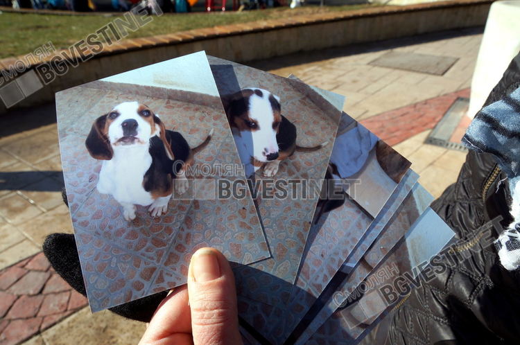 Смолянчанка издирва стопаните на кученце, намерила го изплашено от пиратки в новогодишната нощ