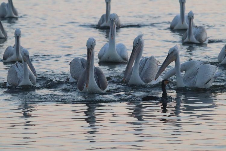 сн: Владимир Трифонов