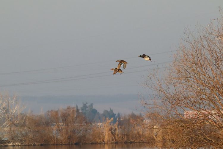 сн: Владимир Трифонов