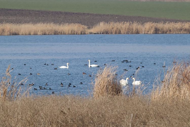 сн: Владимир Трифонов