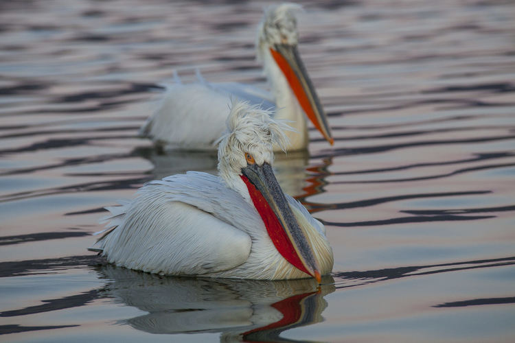 къдроглав пеликан, сн: Стефан Аврамов