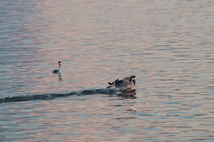 сн: Владимир Трифонов