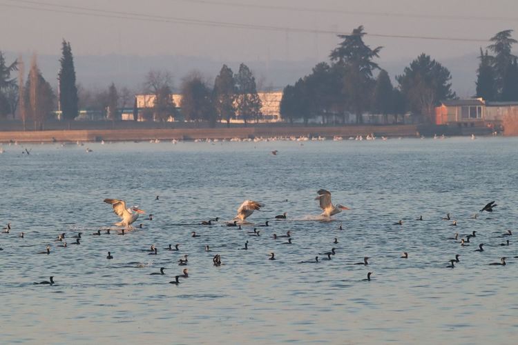 сн: Владимир Трифонов