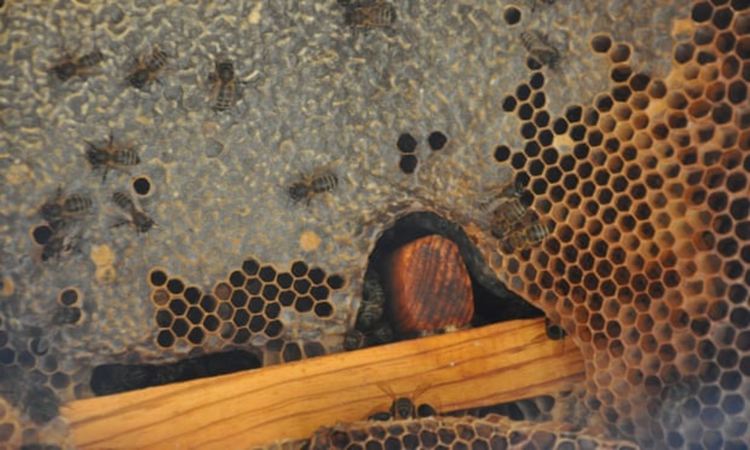 Турски пчелари рискуват живота и крайниците си за производството на "луд мед"