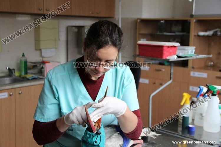 Бедстващ щъркел от Свиленградско спасен в клиника