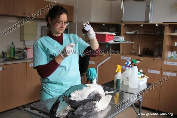 Бедстващ щъркел от Свиленградско спасен в клиника