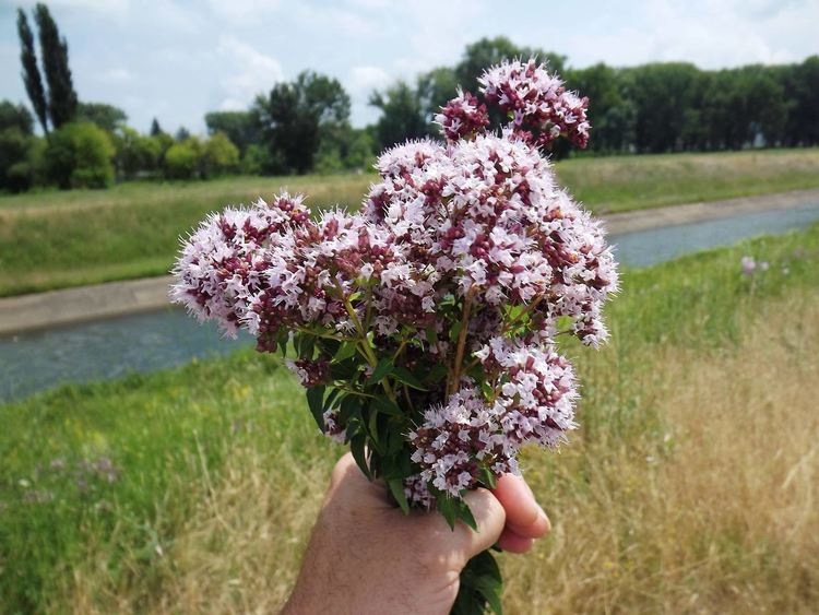 Риган, жълт кантарион и лайка са най-събираните билки в Хасковско