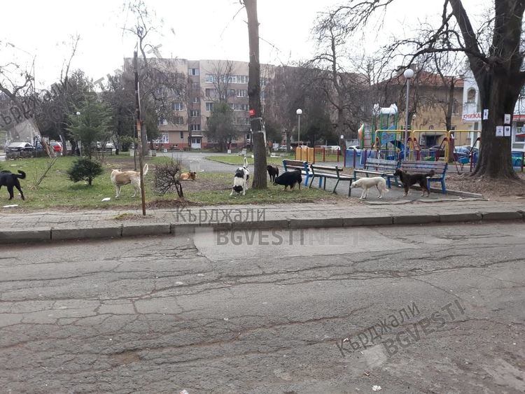 Собственици на домашни любимци на нож срещу грижещи се за бездомни кучета кърджалийци