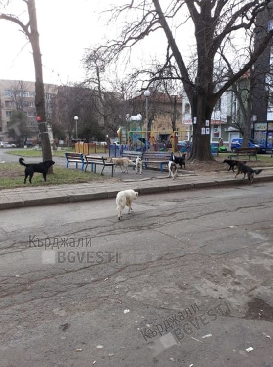 Собственици на домашни любимци на нож срещу грижещи се за бездомни кучета кърджалийци