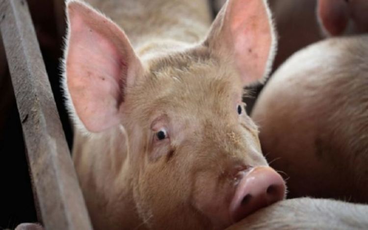 Ветеринари : С новия закон драстично се увеличават глобите за собственици на лични стопанства