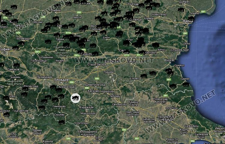 Хасковска една от двете  области  пощадени от африканската чума по свинете