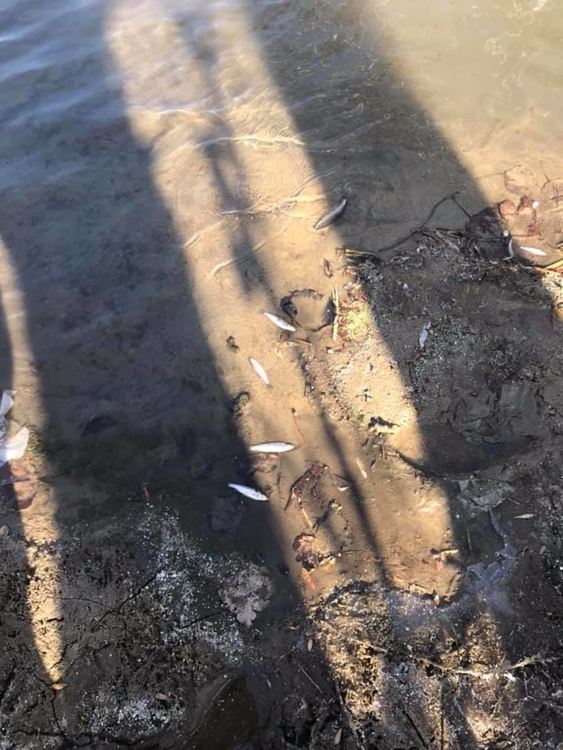 Пловдивската областна администрация предупреждава: Не консумирайте риба от Марица!