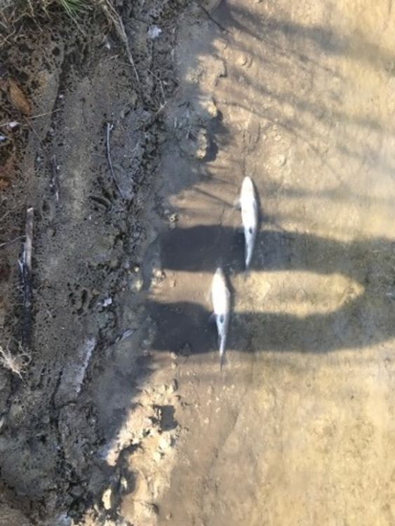 Пловдивската областна администрация предупреждава: Не консумирайте риба от Марица!