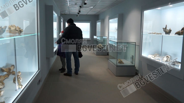 Кост на леопард от ледниковата епоха е гордостта на Музея на родопския карст 